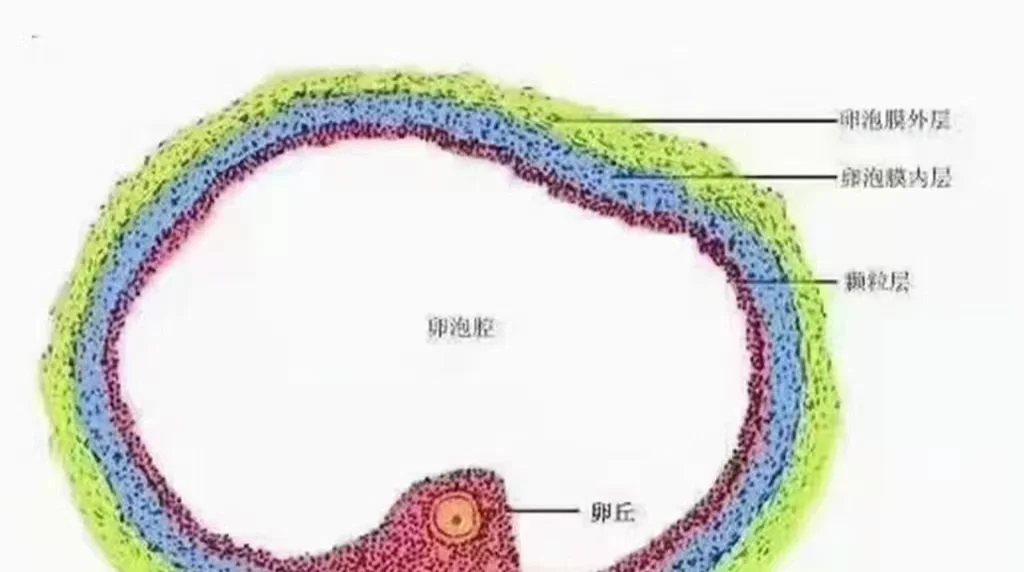 <b>什么是空卵？,哪里有供卵助孕的医院</b>